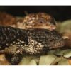 A New Kind of Snake Demonstrates Unusual Social Behavior in Reptiles