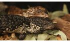A New Kind of Snake Demonstrates Unusual Social Behavior in Reptiles