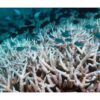 Coral bleaching in Australia’s Great Barrier Reef has reached ‘Catastrophic’ proportions: Research