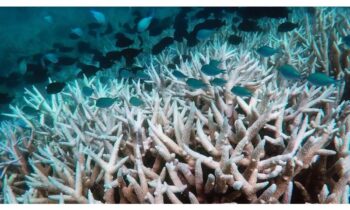 Coral bleaching in Australia’s Great Barrier Reef has reached ‘Catastrophic’ proportions: Research