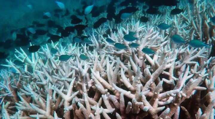 Coral bleaching in Australia's Great Barrier Reef has reached "catastrophic" proportions:Research